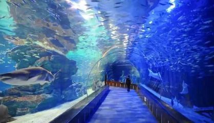 南京水族馆：南京水族馆在南京海底世界哪里详细点南京水族馆在哪 全国观赏鱼市场 第2张