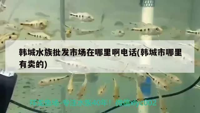 韩城水族批发市场：韩城水族批发市场在哪里 全国观赏鱼市场 第6张