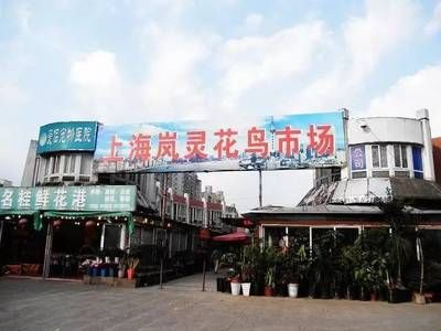 上海水族批发市场：上海水族批发市场价格对比上海水族批发市场都在哪里 全国观赏鱼市场 第1张