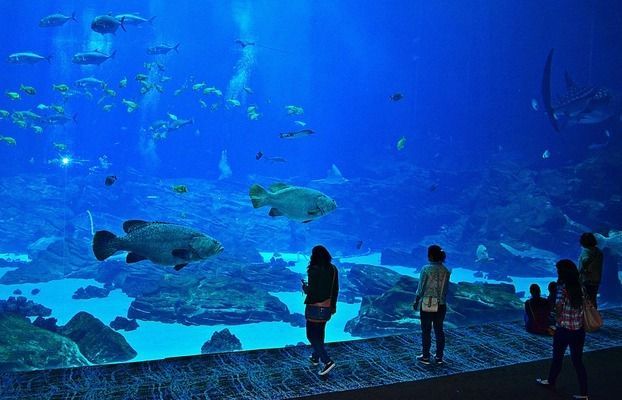 白城水族馆杨凌龙鱼专卖店：大连水产品批发市场杨凌龙鱼专卖店在哪里有卖乌龟市场 全国观赏鱼市场 第9张