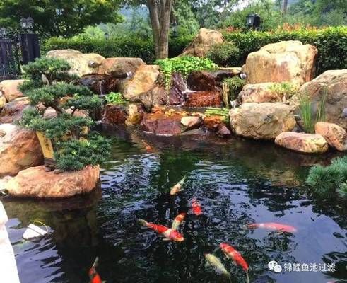 红龙鱼品种排名前十：红龙鱼品种排名 水族问答 第2张