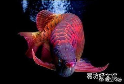 红龙鱼品种排名前十名：最受欢迎的红龙鱼品种排名 水族问答