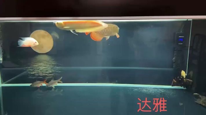 吴忠龙鱼专卖店：吴忠水族批发市场地址 全国观赏鱼市场 第5张