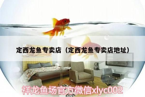 吴忠龙鱼专卖店：吴忠水族批发市场地址 全国观赏鱼市场 第2张