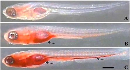 红龙鱼人工繁殖：红龙鱼人工繁殖的优点和技巧 水族问答 第2张