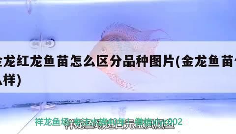 金龙鱼苗品种鉴别技巧：金龙鱼品种鉴别技巧 金龙鱼百科 第2张