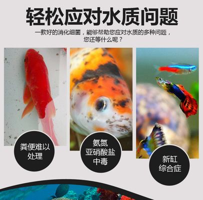 龙鱼鱼缸水泵流量多大好呢：选择合适的水泵流量对龙鱼鱼缸至关重要 龙鱼百科 第3张