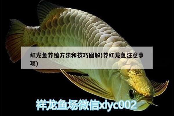 红龙鱼的养殖方法：养殖红龙鱼的详细方法 红龙鱼百科 第2张