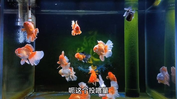 金龙鱼换水温差控制技巧：如何快速测量水温，金龙鱼水质管理方法 金龙鱼百科 第2张