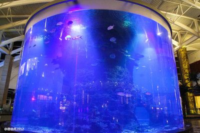 惠州水族馆：广州星河商务酒店 全国观赏鱼市场 第2张