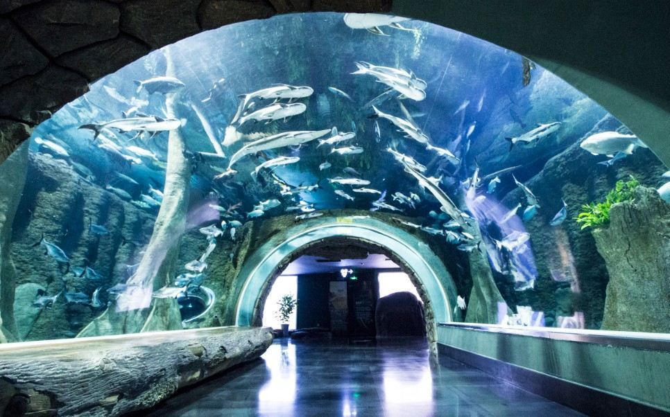 成都水族馆：成都十大水上乐园 全国观赏鱼市场 第3张