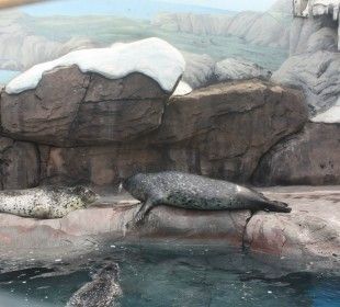 成都水族馆：成都十大水上乐园 全国观赏鱼市场 第8张