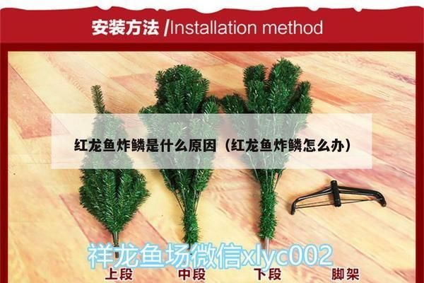 红龙鱼炸鳞怎么治疗：如何治疗红龙鱼炸鳞问题 红龙鱼百科 第2张