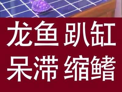 龙鱼趴缸在水底不动怎么回事呀：龙鱼趴缸不动可能是由多种因素引起的，可能是由多种因素引起的 龙鱼百科 第3张