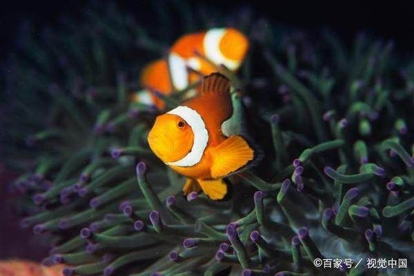 红龙鱼食谱：制作红龙鱼食谱时应该遵循怎样的步骤顺序？ 水族问答 第1张