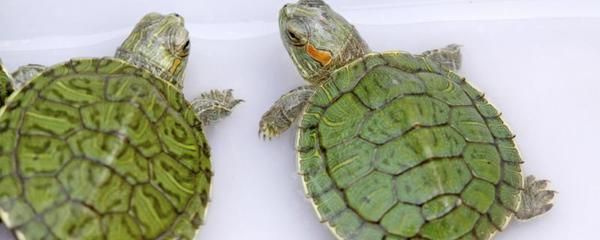 红龙鱼食物：红龙鱼喜欢吃什么食物 水族问答 第2张