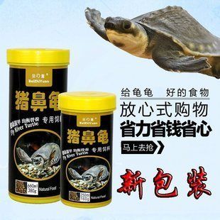 猪鼻龟摆件：猪鼻子龟的风水布局方式有讲究猪鼻子龟风水布局方式 猪鼻龟百科 第7张