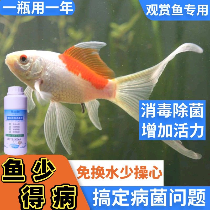 鱼缸除菌需要加什么药：鱼缸消毒后如何恢复硝化细菌 鱼缸百科 第5张