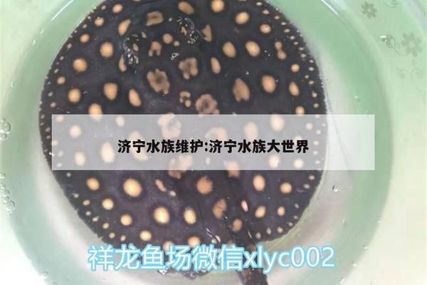 济宁水族批发市场：济宁最大的水族市场在哪里 全国观赏鱼市场 第5张