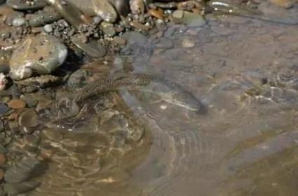 果洛藏族自治州水族馆：果洛藏族自治州 全国观赏鱼市场 第4张