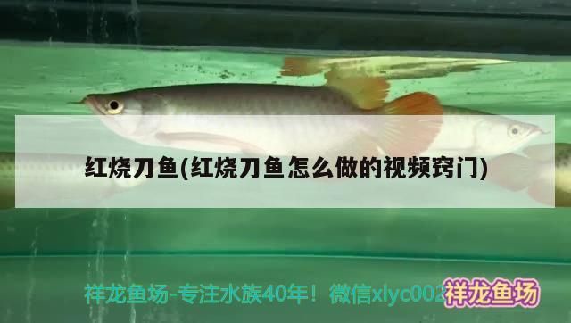 龙鱼缸品牌推荐图片：水族爱好者的首选之选——龙鱼缸品牌推荐 鱼缸百科 第2张