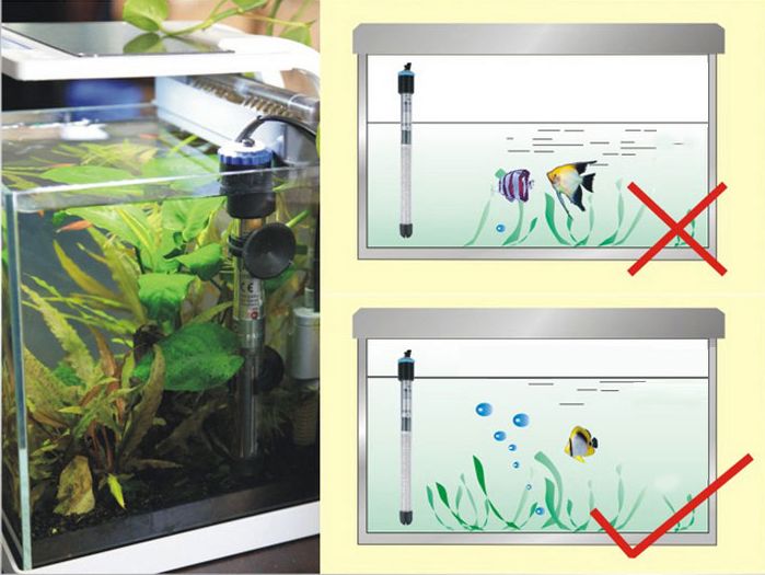 红龙鱼手机壁纸：我怎样才能下载红龙鱼手机壁纸？ 水族问答 第1张