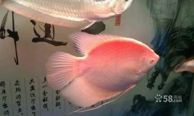 巴彦淖尔鱼缸批发市场：巴彦淖尔水族批发市场 全国观赏鱼市场 第3张