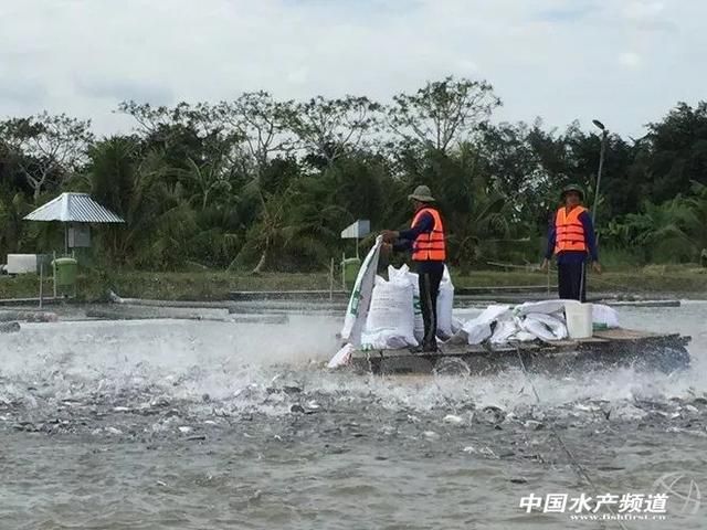 红龙鱼寿命有多少年：红龙鱼的健康问题 水族问答