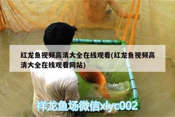 凉山彝族自治州水族批发市场：凉山彝族自治州水产批发市场