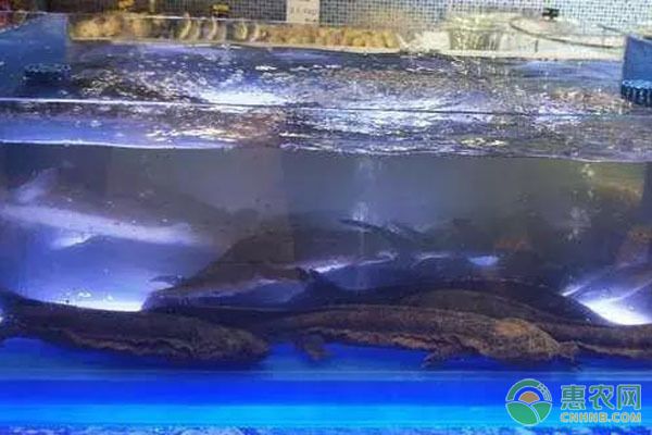 红龙鱼售价：为什么红龙鱼的价格这么高 水族问答 第2张