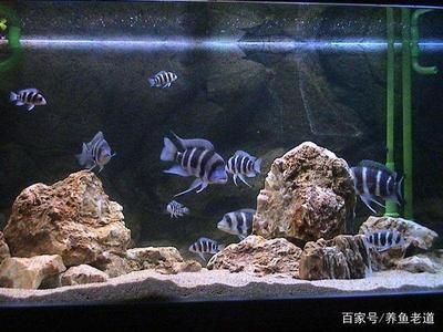 红龙鱼水温多少度合适养 水族问答 第2张