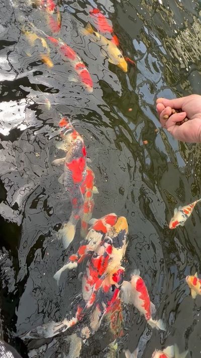 临潼水族馆：临潼水族馆是一个位于陕西省的著名旅游景点 全国观赏鱼市场 第5张