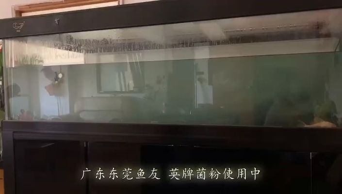 临潼水族馆：临潼水族馆是一个位于陕西省的著名旅游景点 全国观赏鱼市场 第8张