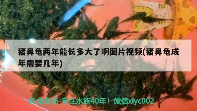 猪鼻龟长多大就成年了：猪鼻龟多大算成年 猪鼻龟百科 第7张