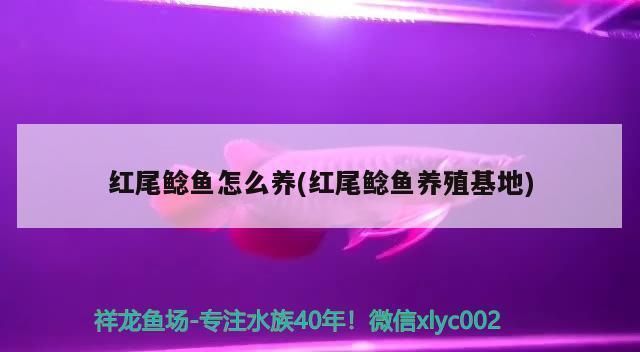 伊春观赏鱼批发市场：伊春观赏鱼市场 全国观赏鱼市场 第15张