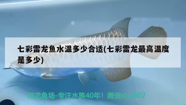 郴州龙鱼专卖店：郴州龙鱼专卖店在哪里 全国观赏鱼市场 第10张