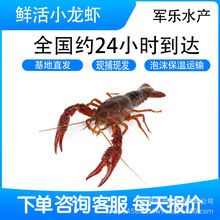 荆州水族批发市场：荆州鱼缸批发市场 全国观赏鱼市场 第8张