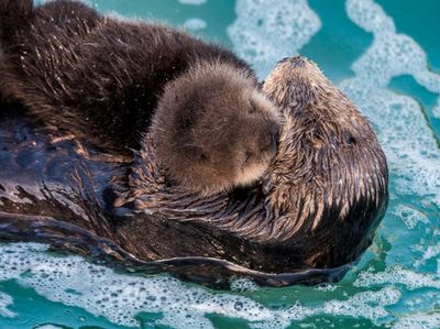 通辽水族馆：内蒙古通辽市科尔沁区施介路鑫丰利水族馆通辽水族馆 全国观赏鱼市场 第3张