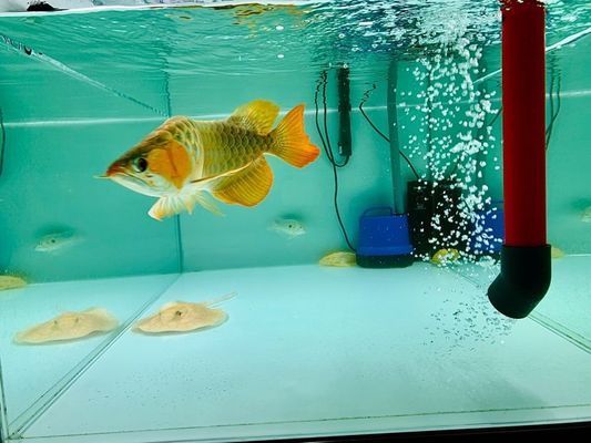 淮北观赏鱼批发市场：淮北水族批发市场 全国观赏鱼市场 第10张