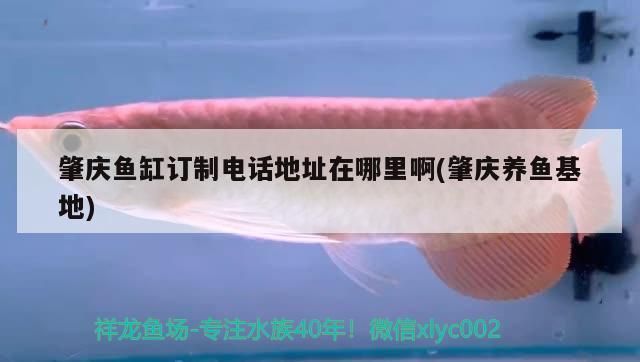 肇庆水族批发市场：肇庆水族批发市场在哪里 全国观赏鱼市场 第6张