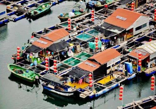 肇庆水族批发市场：肇庆水族批发市场在哪里 全国观赏鱼市场 第3张