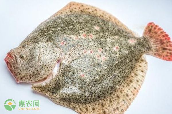 红龙鱼突然不吃食了怎么办：红龙鱼突然不吃食怎么办？ 水族问答