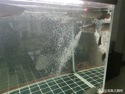 龙鱼出水口：龙鱼出水口的结构和功能以及注意事项 龙鱼百科 第1张