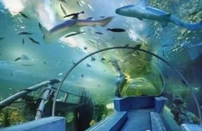 咸阳水族馆 全国观赏鱼市场 第2张