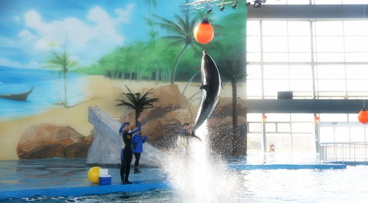 盐城水族馆：盐城水族馆海洋水族馆盐城水族馆海洋水族馆开放时间 全国观赏鱼市场 第6张