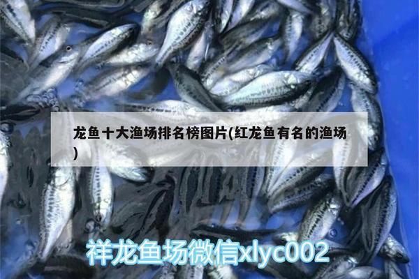 广州红龙鱼场比较出名的：广州红龙鱼场信息 龙鱼百科 第5张