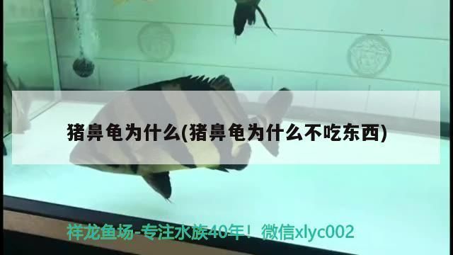 猪鼻龟蛋孵化：宠物医生在线咨询回到首页猪鼻龟什么时候下蛋 猪鼻龟百科 第2张