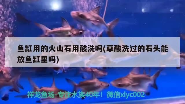 大连龙鱼专卖店：大连最大的水族市场在哪里 全国观赏鱼市场 第9张