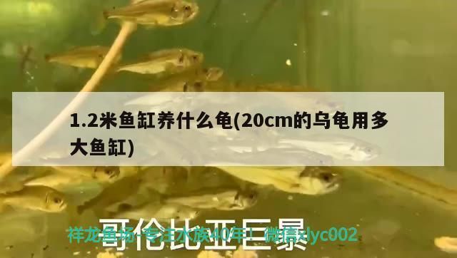 襄樊水族批发市场：武汉水族批发市场 全国观赏鱼市场 第4张