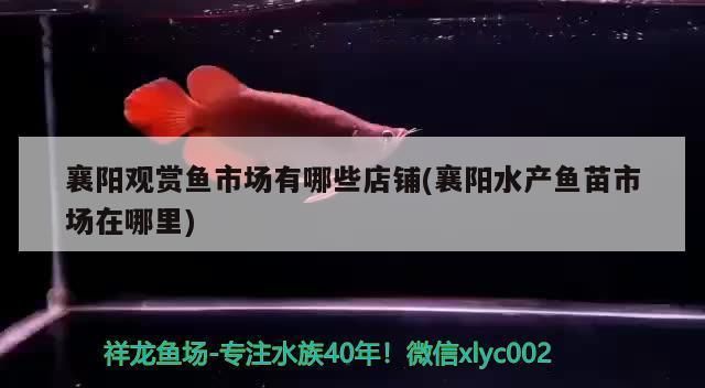 襄樊水族批发市场：武汉水族批发市场 全国观赏鱼市场 第5张